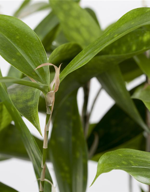 Dracaena surculosa