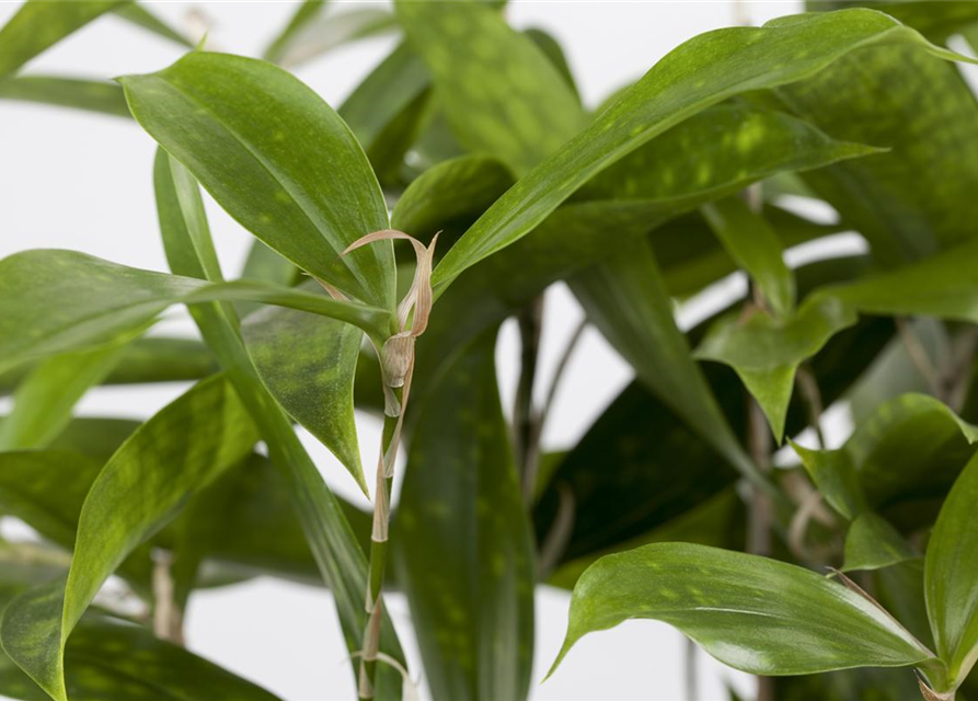 Dracaena surculosa