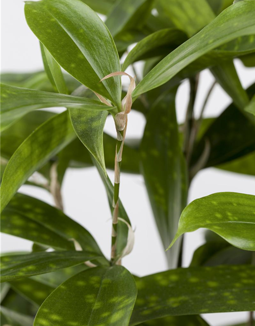 Dracaena surculosa