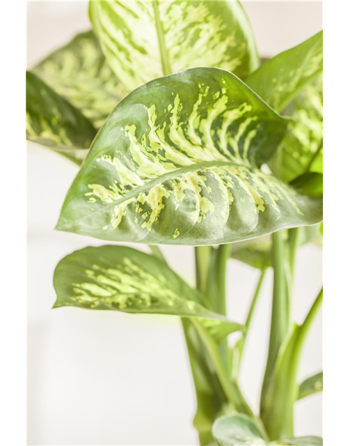 Dieffenbachia Mars