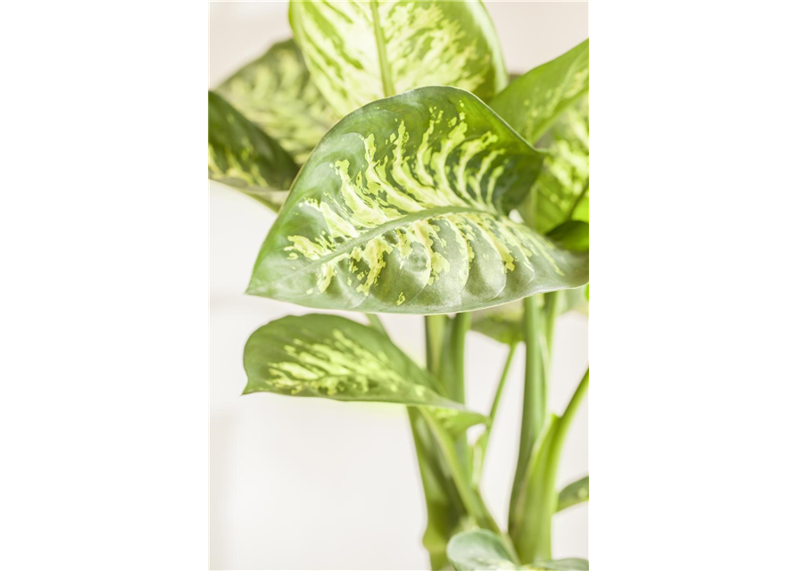 Dieffenbachia Mars