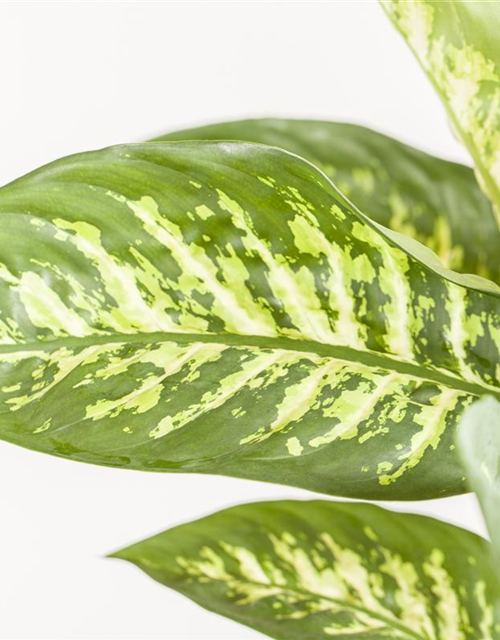 Dieffenbachia Camila