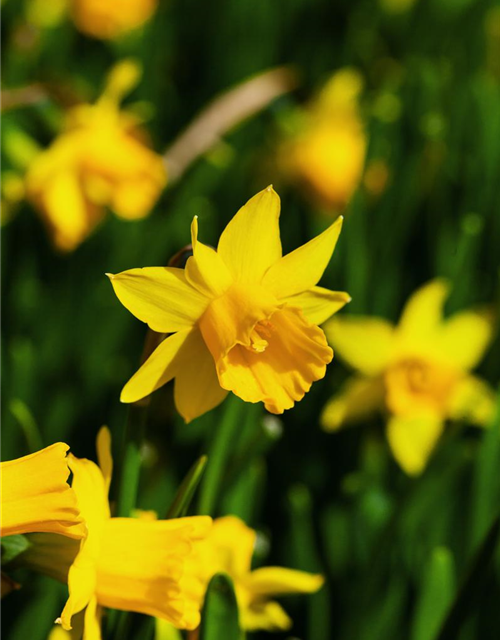 Narcissus cyclamineus Tete à Tete