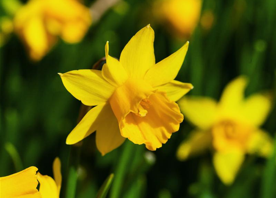 Narcissus cyclamineus Tete à Tete