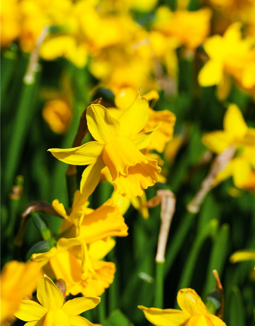 Narcissus cyclamineus Tete à Tete