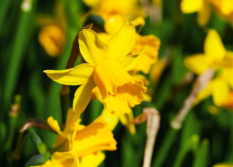 Narcissus cyclamineus Tete à Tete