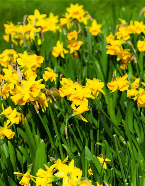 Narcissus cyclamineus Tete à Tete