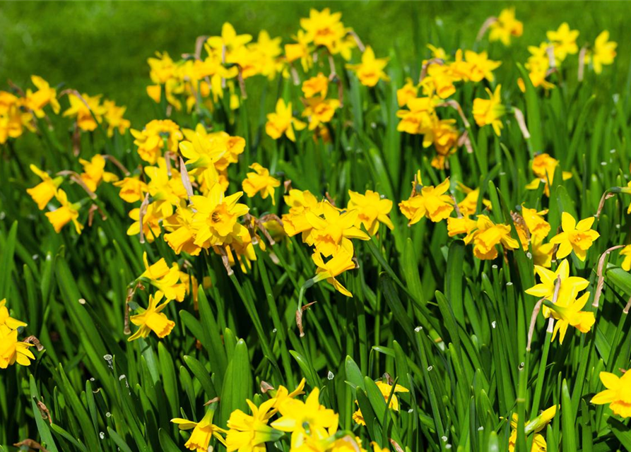 Narcissus cyclamineus Tete à Tete