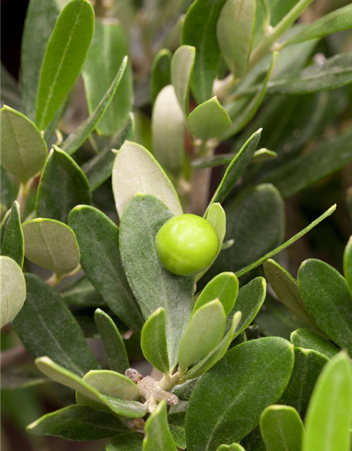 Olea europaea Busch