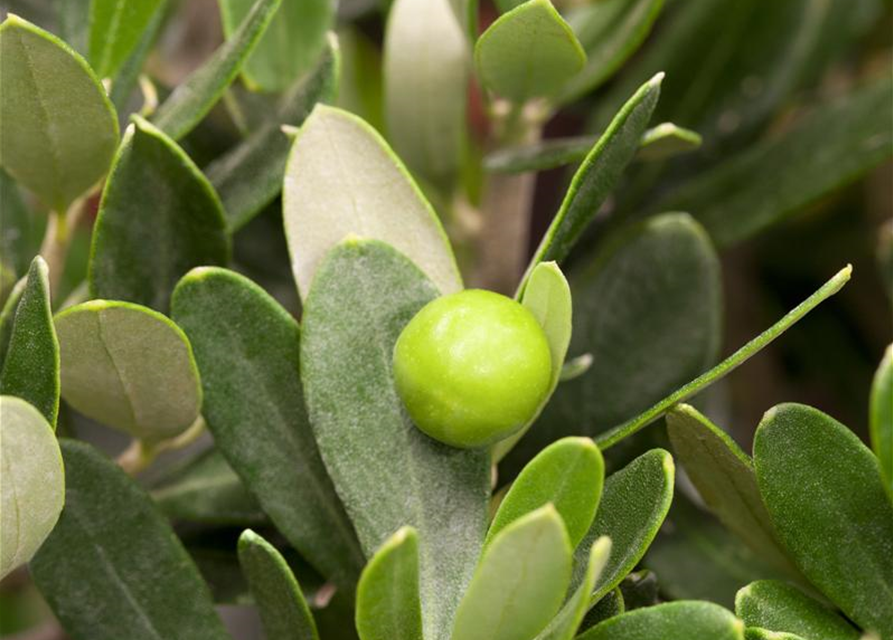 Olea europaea Busch