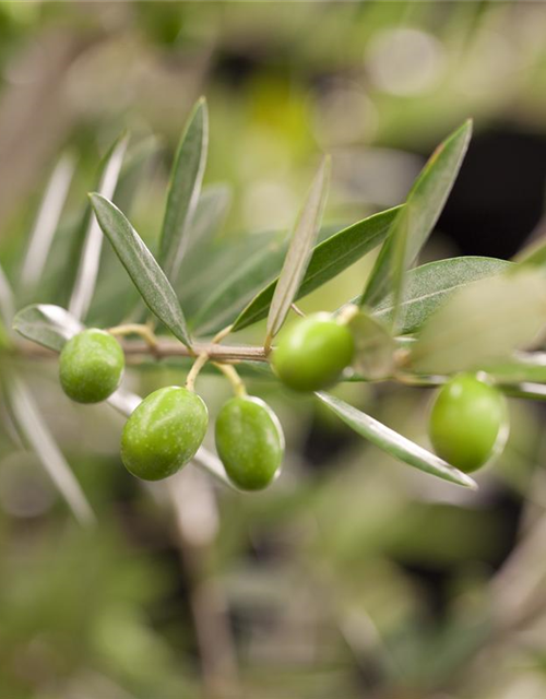 Olea europaea Busch