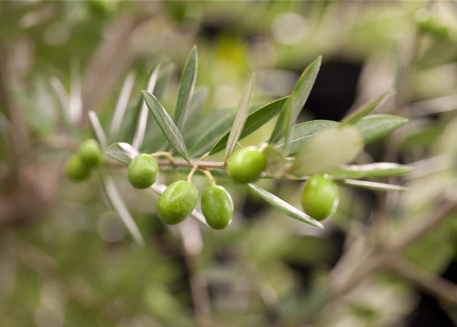 Olea europaea Busch