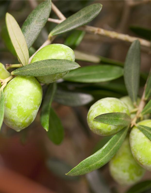 Olea europaea Busch