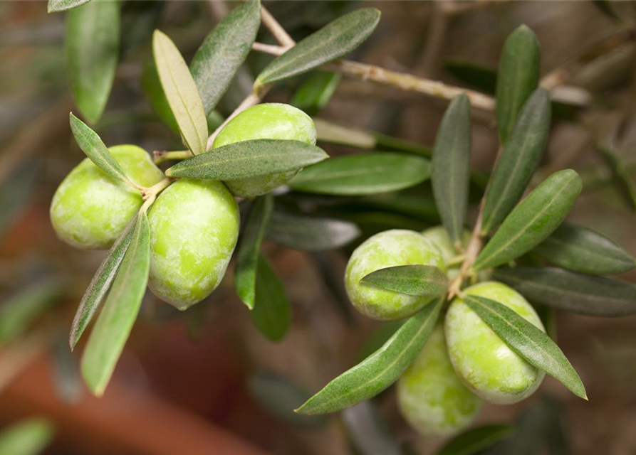 Olea europaea Busch