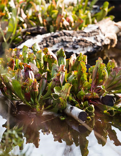 Sarracenia