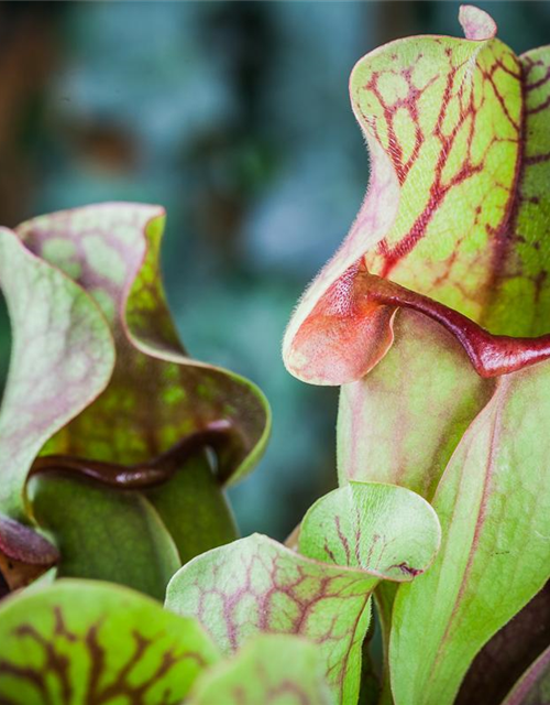 Sarracenia