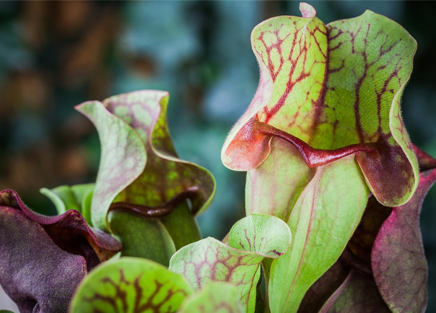 Sarracenia