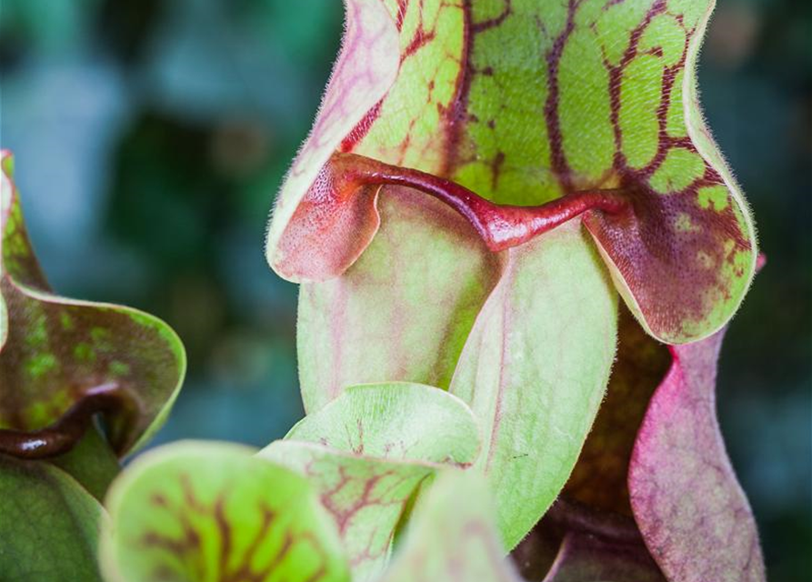 Sarracenia