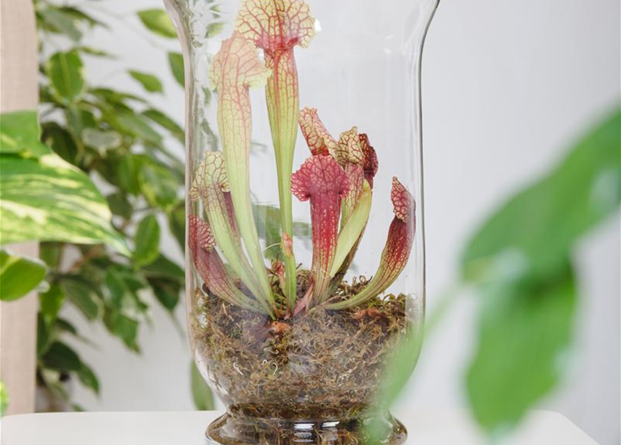 Sarracenia