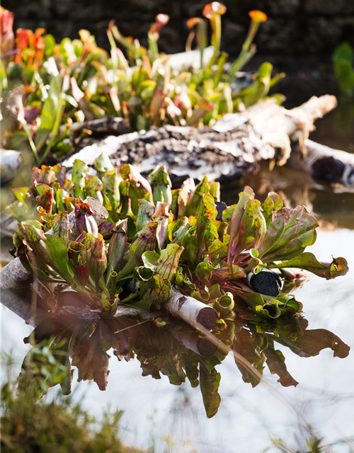 Sarracenia