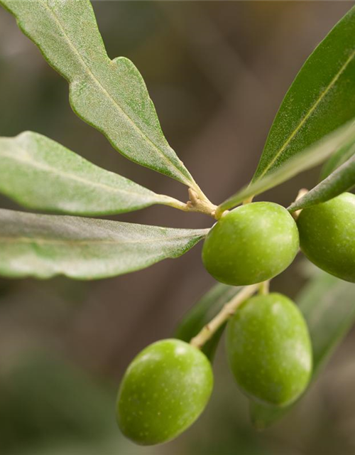 Olea europaea Busch