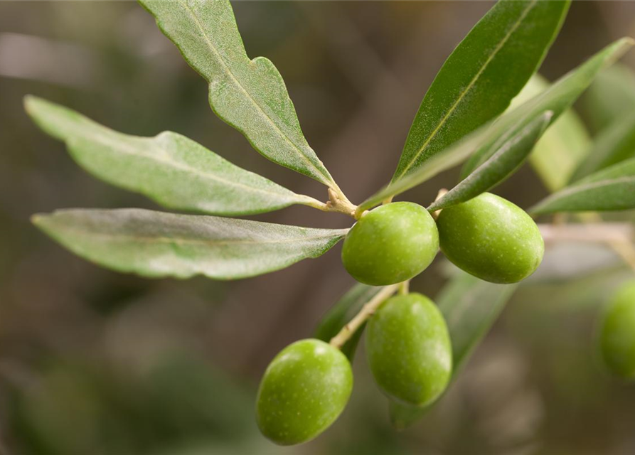 Olea europaea Busch