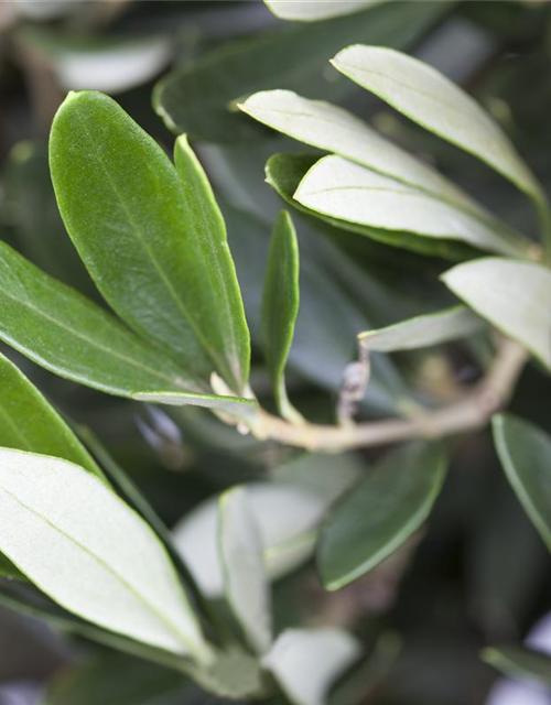 Olea europaea Busch