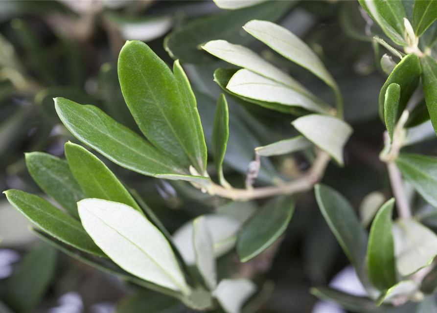 Olea europaea Busch