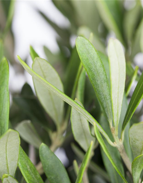 Olea europaea Busch