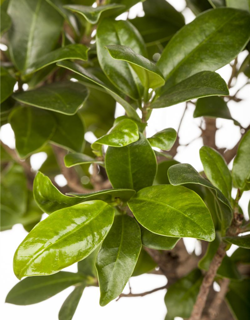 Ficus microcarpa Ginseng