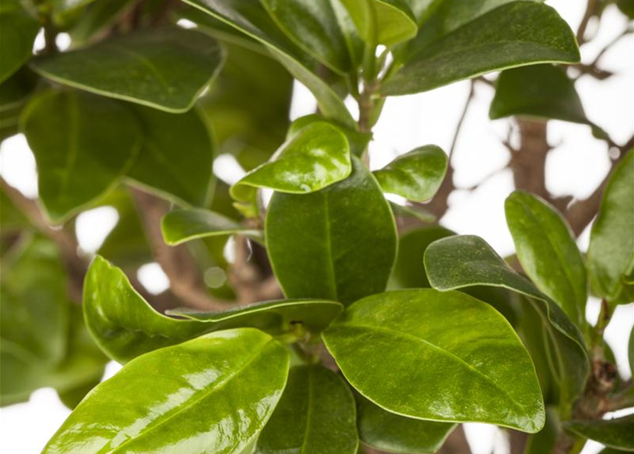 Ficus microcarpa Ginseng