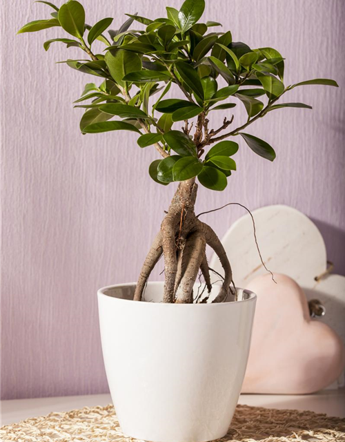 Ficus microcarpa Ginseng