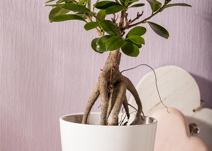 Ficus microcarpa Ginseng