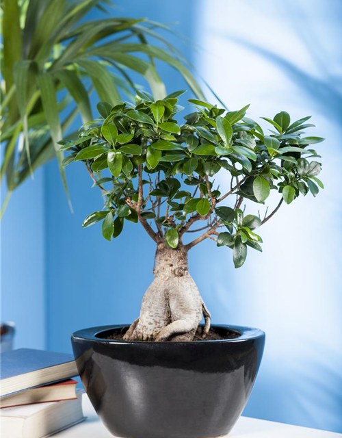 Ficus microcarpa Ginseng