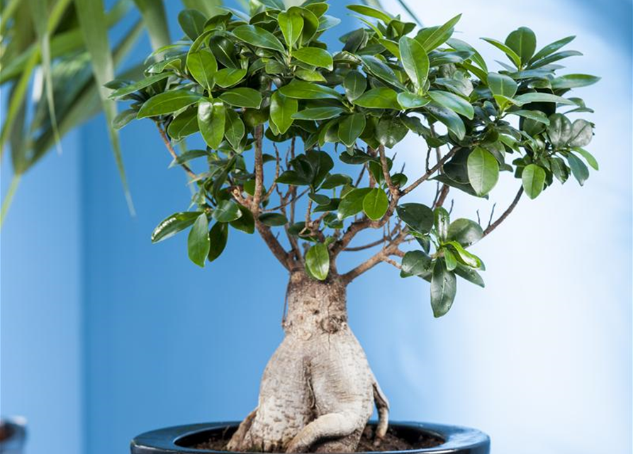 Ficus microcarpa Ginseng