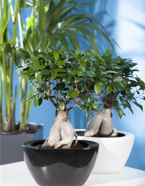 Ficus microcarpa Ginseng