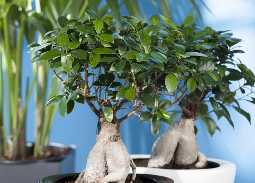 Ficus microcarpa Ginseng