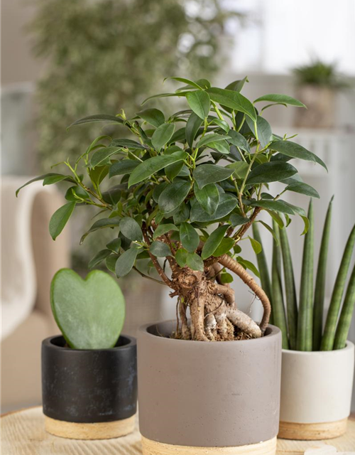 Ficus microcarpa Ginseng