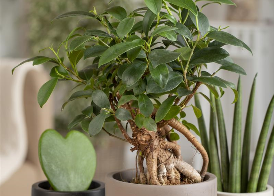 Ficus microcarpa Ginseng