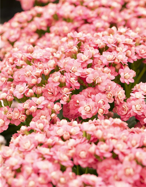 Kalanchoe Calandiva