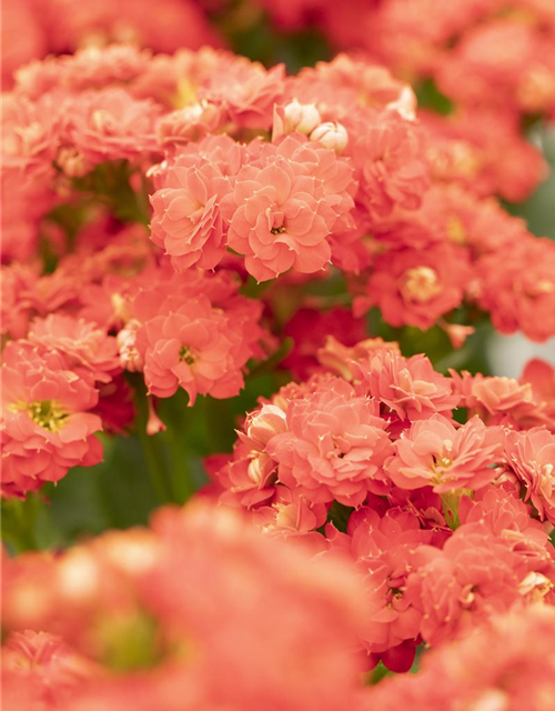 Kalanchoe Calandiva