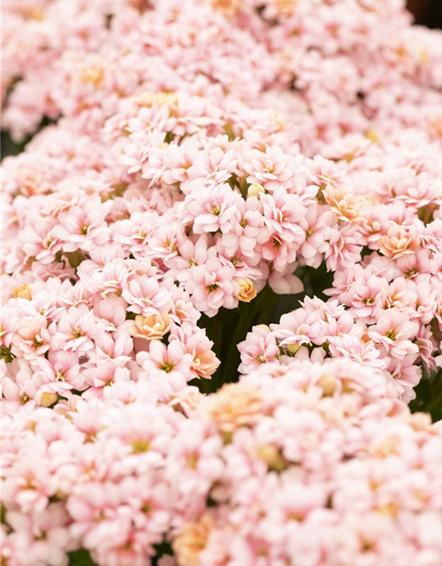 Kalanchoe Calandiva