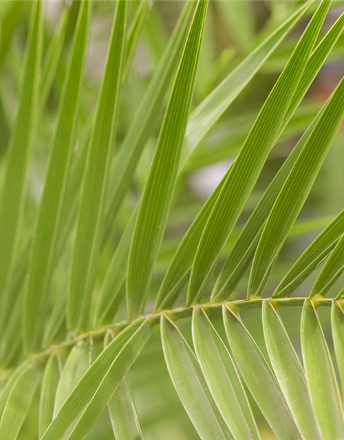 Phoenix canariensis