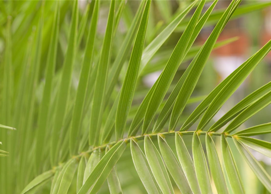 Phoenix canariensis