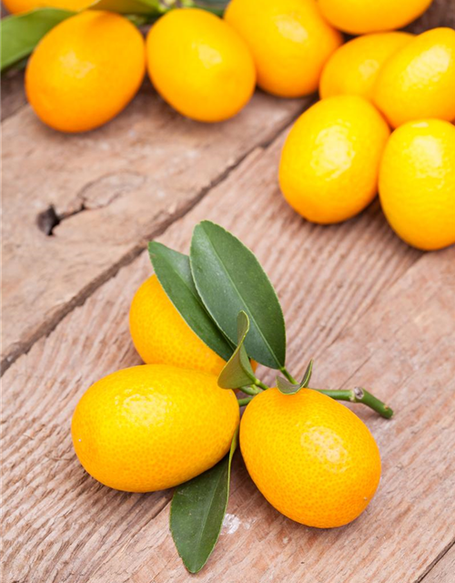 Fortunella margarita Kumquat