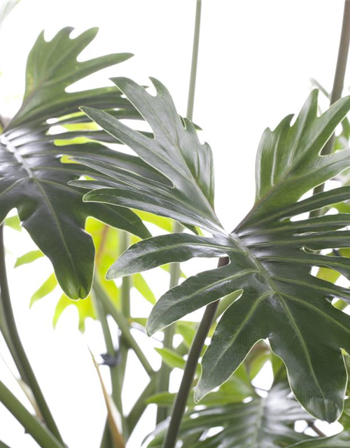 Philodendron Xanadu