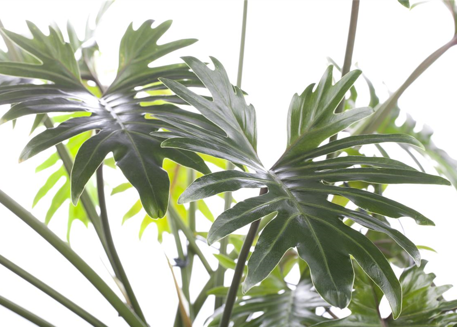 Philodendron Xanadu