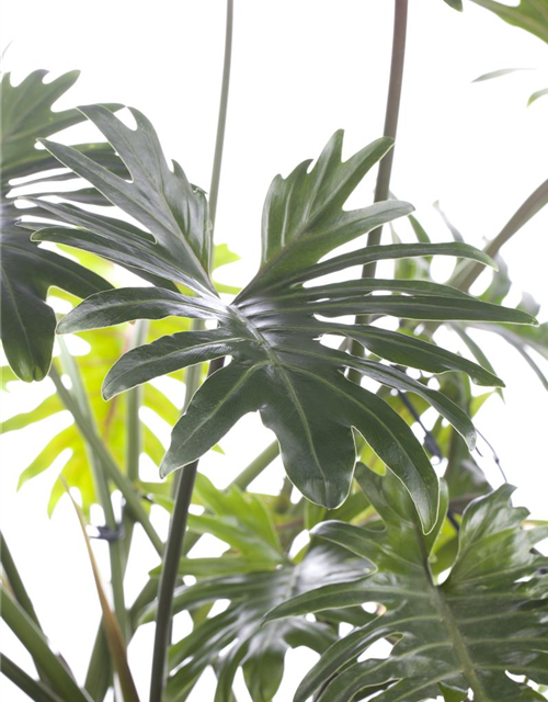 Philodendron Xanadu