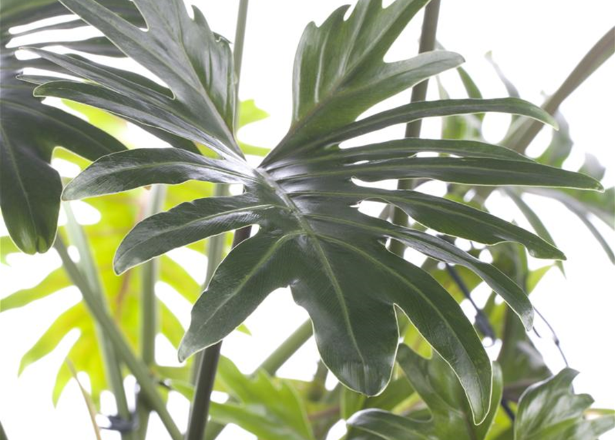 Philodendron Xanadu