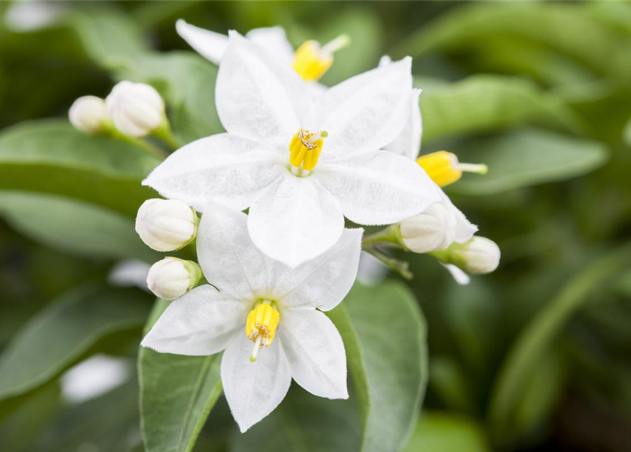 Solanum jasminoides